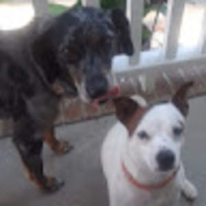 Meet your Posher, Casey